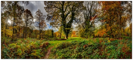 Autumn Walk