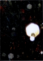 Chamber of the Heart